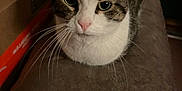 Kitty is registered to the contest to win money with this photo: animal, box, brown, cat, closeup, couch, cozy, cute, domestic_cat, feline, fur, green_eyes, household, indoor, looking, pet, pink_nose, resting, tabby, whiskers