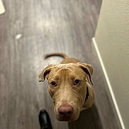 D.o.g is registered to the contest to win money with this photo: dog, canine, pet, brown_dog, floor, wooden_floor, indoor, hallway, looking_up, ears, tail, animal, mammal, companion, curious, blurry_background, black_shoe, wall, domestic_animal, portrait