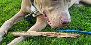 D.o.g is registered to the contest to win money with this photo: dog, grass, stick, leash, outdoor, park, pet, animal, greenery, daylight, suburban, tree, nature, canine, playful, chewing, collar, resting, summer, house