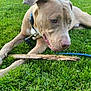 dog, grass, stick, leash, outdoor, park, pet, animal, greenery, daylight, suburban, tree, nature, canine, playful, chewing, collar, resting, summer, house