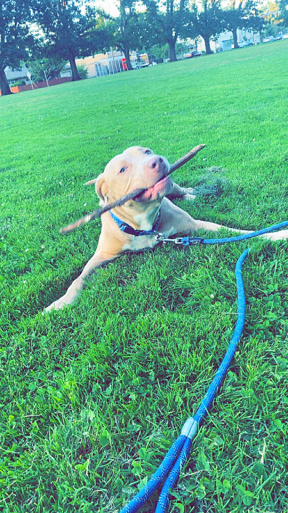D.o.g is registered to the contest to win money with this photo: dog, grass, stick, leash, outdoor, playful, pet, canine, greenery, park, animal, collar, nature, daylight, fun, chewing, resting, summer, tongue, happy