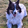 dog, border_collie, black_and_white, fluffy, long_hair, pointed_ears, open_mouth, happy, outdoor, grass, lawn, stick, lying_down, front_view, pet, animal, portrait, fur, playful, daylight