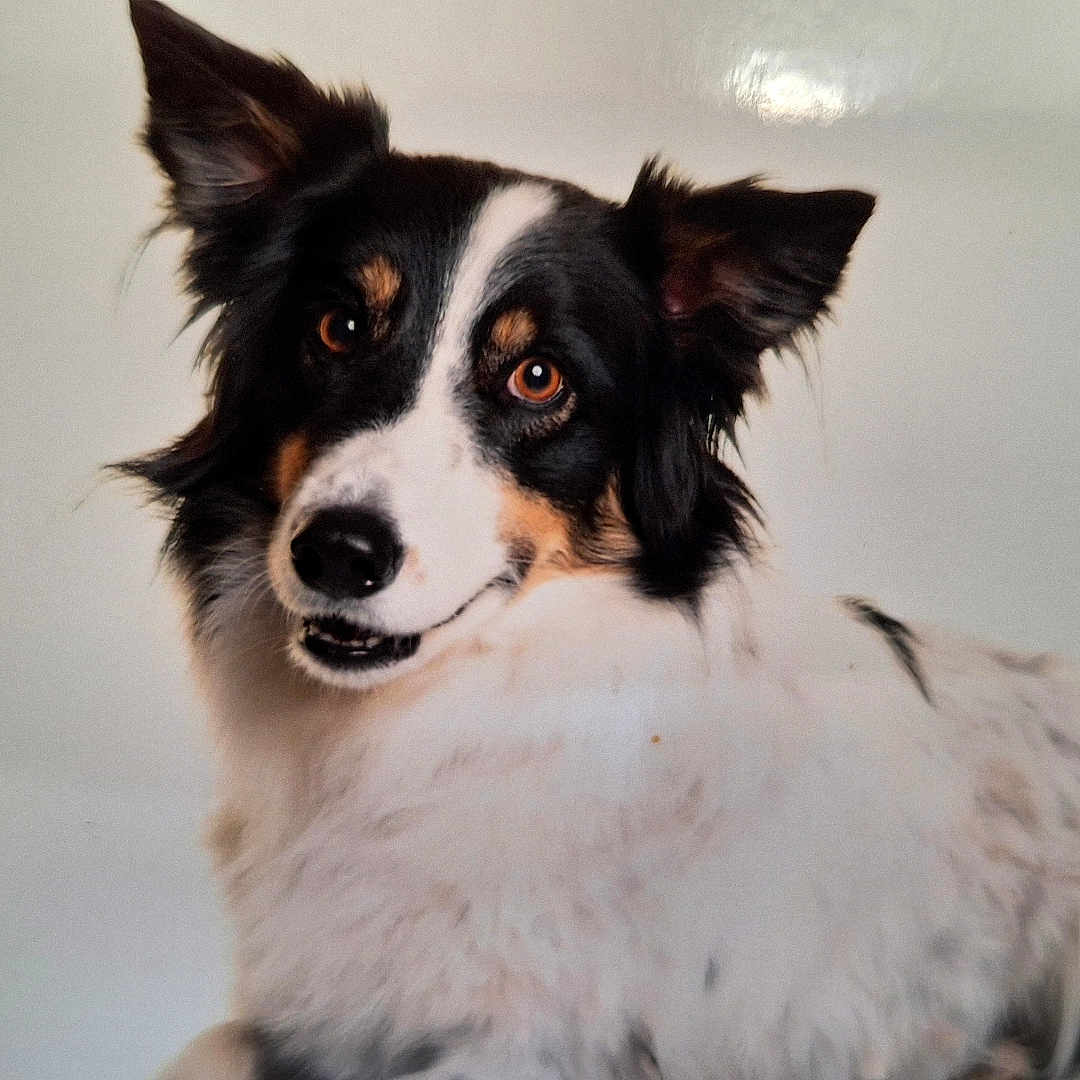 Bella
