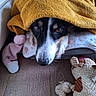 Bella participe au concours pour gagner de l'argent avec cette photo : dog, black_and_white_dog, pet, animal, blanket, mustard_blanket, cozy, snuggling, peeking, brown_eyes, snout, nose, floppy_ears, plush_toy, stuffed_animal, bedding, wooden_floor, indoor, portrait, cute