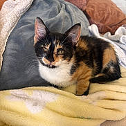 Tokyo is registered to the contest to win money with this photo: cat, calico, kitten, feline, pet, animal, resting, blanket, pillows, indoor, cozy, cute, fur, whiskers, ears, eyes, soft, comfortable, relaxed, domestic