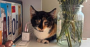 Tokyo joined the competition — help win amazing prizes! kitten, cat, flowers, glass_jar, table, aloha_sign, figurines, calico, pet, indoor, decor, plants, white_surface, colorful, cute, small_animal, playful, natural_light, cozy, curious