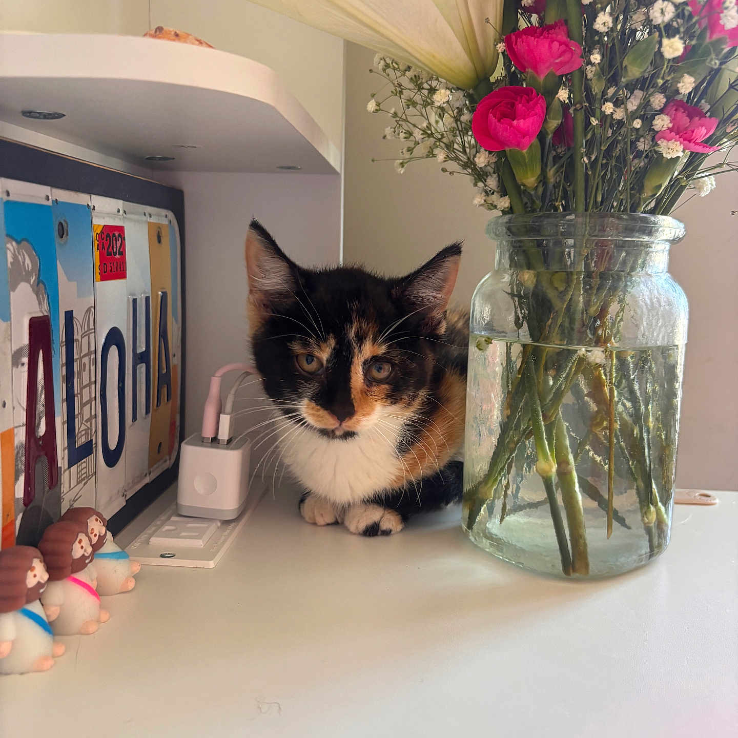 Tokyo joined the competition — help win amazing prizes! kitten, cat, flowers, glass_jar, table, aloha_sign, figurines, calico, pet, indoor, decor, plants, white_surface, colorful, cute, small_animal, playful, natural_light, cozy, curious