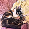 Tokyo is registered to the contest to win money with this photo: cat, kitten, sleeping, calico, fur, paw, blanket, cushion, pink, yellow, soft, cozy, resting, pet, animal, indoor, cute, relax, feline, sleep