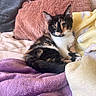 Tokyo joined the competition — help win amazing prizes! cat, kitten, calico, animal, pet, feline, cute, soft, blanket, pillow, indoor, cozy, fur, whiskers, relaxed, resting, young, looking, colorful, comfortable