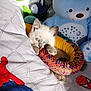 kitten, blue_eyes, plush_toy, teddy_bear, green_frog, colorful_ring, bed, blanket, spiderman, soft_toys, cute, pet, animal, indoor, cozy, small_animal, playful, fur, paws, resting