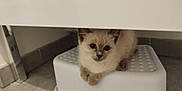 Lolo a rejoint le concours — aidez-le/la à gagner de superbes lots ! kitten, cat, animal, pet, feline, indoor, stool, white, floor, tile, curious, cute, small, young, resting, fur, paws, ears, face, looking