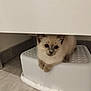 kitten, cat, animal, pet, feline, indoor, stool, white, floor, tile, curious, cute, small, young, resting, fur, paws, ears, face, looking
