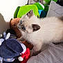 kitten, cat, blue_eyes, fluffy, stuffed_toys, plush, shadow, white_wall, indoor, curious, pet, young_animal, soft_toys, cushion, bed, light, shadow_play, animal, cute, domestic_cat