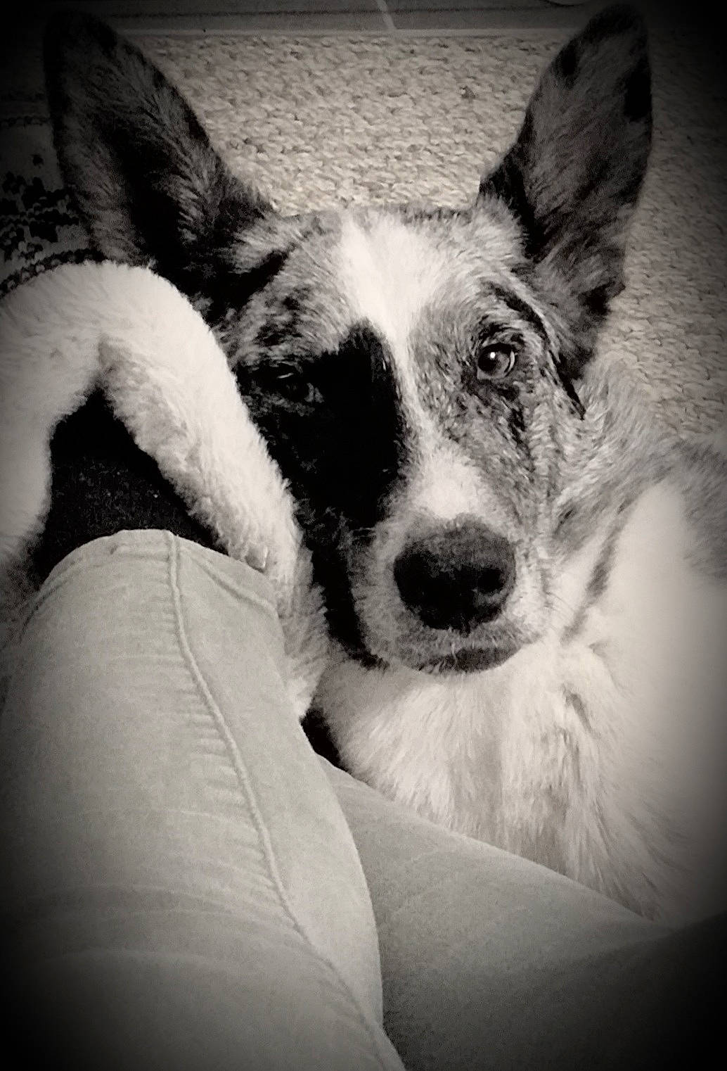 Cookie