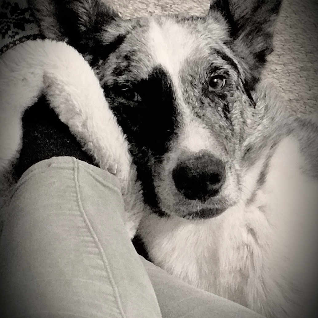 Cookie