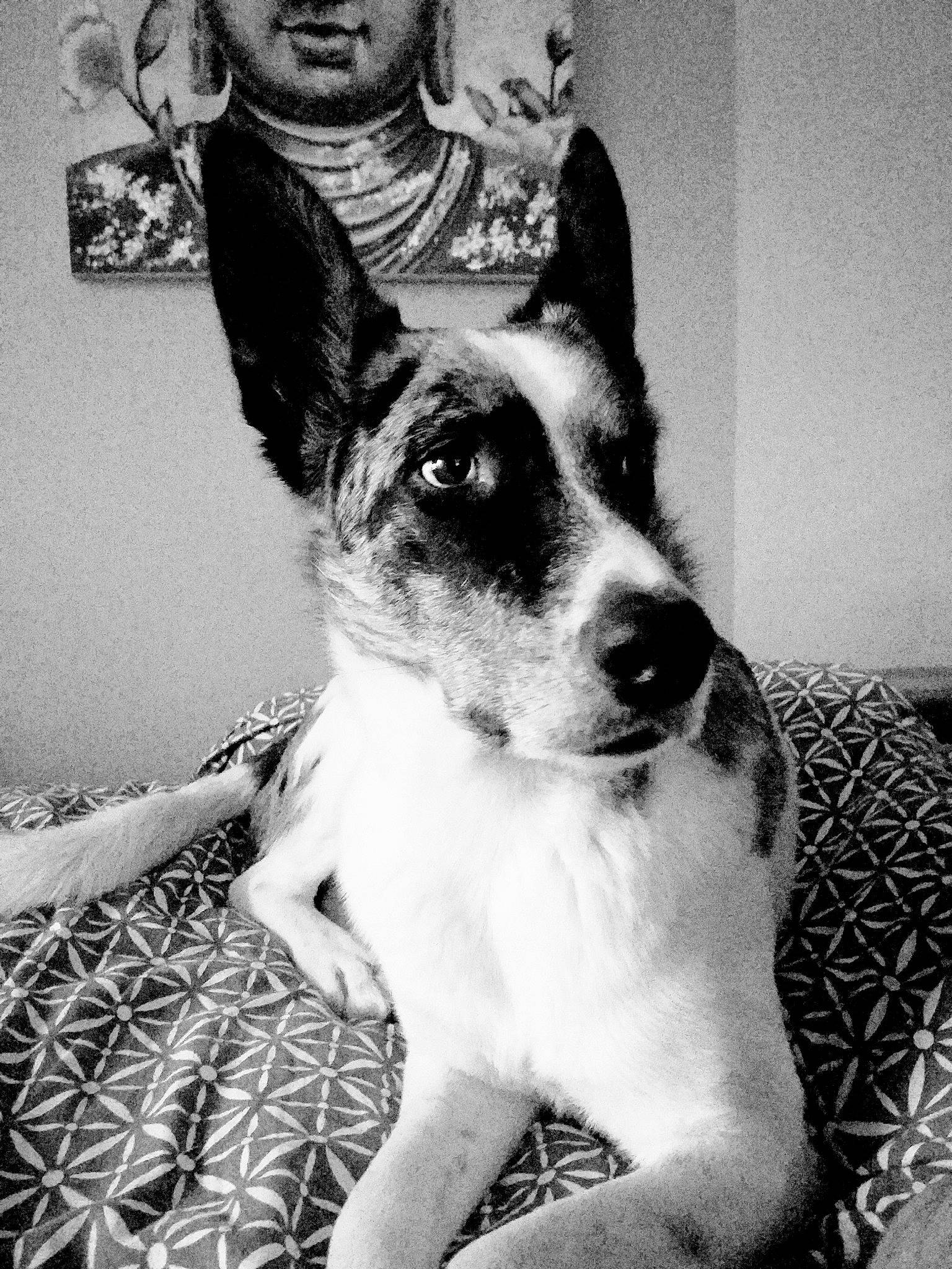 Cookie a rejoint le concours — aidez-le/la à gagner de superbes lots ! art, black, black_and_white, canidae, carnivore, companion_dog, dog, dog_breed, monochrome, monochrome_photography, pattern, snout, sporting_group, style, terrestrial_animal, toy_dog, whiskers, white, working_animal, working_dog