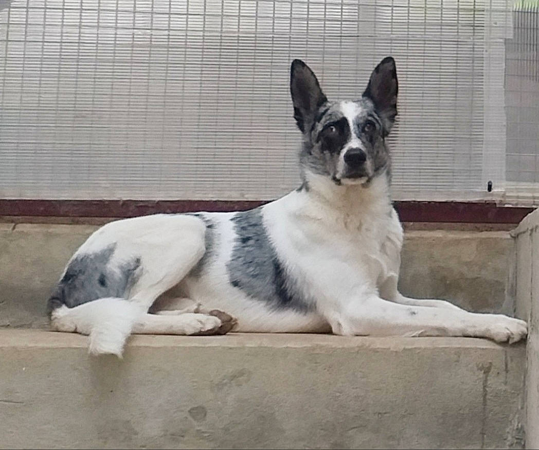 Cookie participe au concours pour gagner de l'argent avec cette photo : canidae, carnivore, companion_dog, dog, dog_breed, dog_supply, fur, mesh, paw, snout, sporting_group, tail, whiskers, working_animal, working_dog