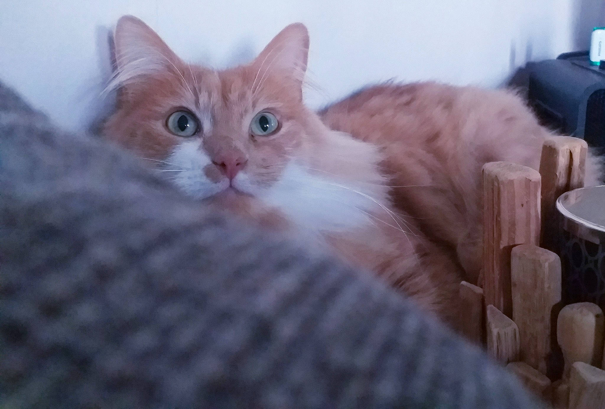 Simba participe au concours pour gagner de l'argent avec cette photo : carnivore, cat, claw, comfort, cup, domestic_short_haired_cat, fawn, felidae, fur, household_supply, paper_towel, paw, small_to_medium_sized_cats, snout, tableware, tail, tissue_paper, toilet_paper, whiskers, window