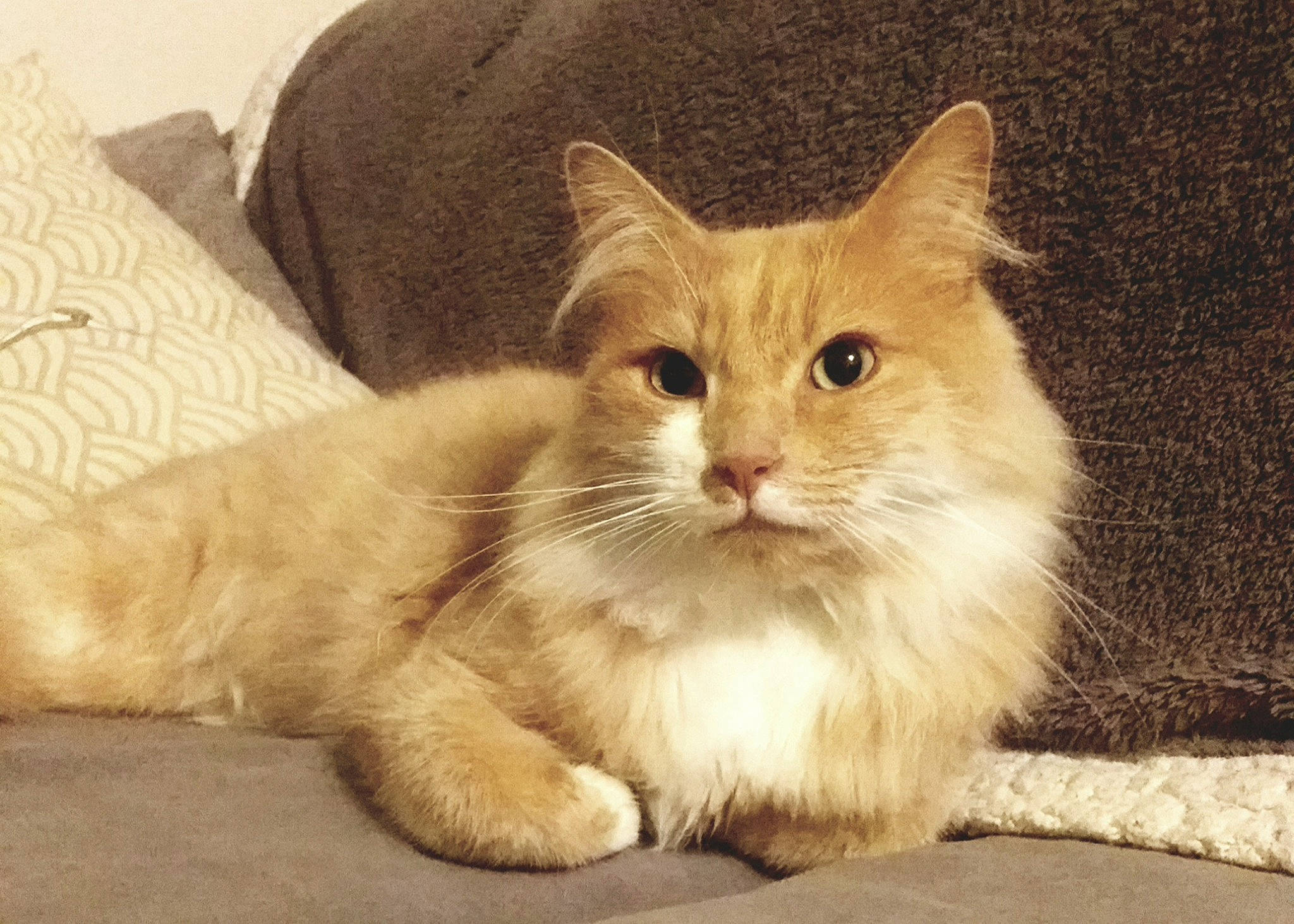 Simba