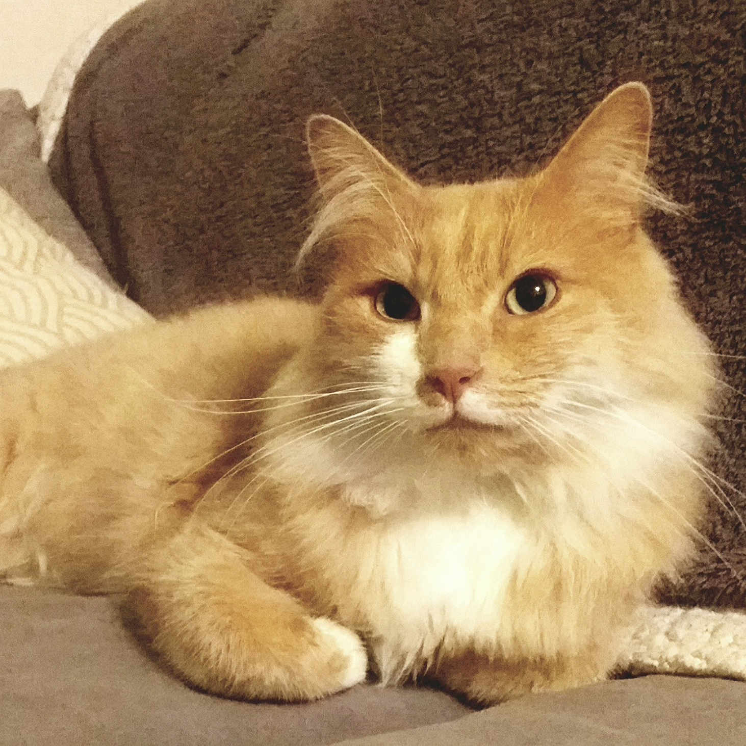 Simba