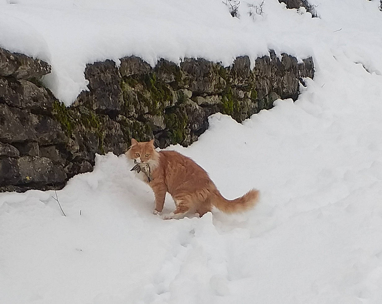 Simba a rejoint le concours — aidez-le/la à gagner de superbes lots ! big_cats, canidae, carnivore, dog_breed, fawn, felidae, freezing, fur, geological_phenomenon, landscape, precipitation, slope, small_to_medium_sized_cats, snout, snow, sporting_group, tail, terrestrial_animal, wildlife, winter