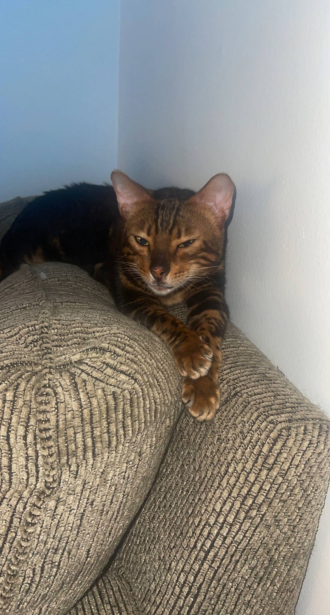 Versace joined the competition — help win amazing prizes! brown, carnivore, cat, cat_supply, comfort, domestic_short_haired_cat, door, fawn, felidae, flooring, fur, grey, hardwood, linens, small_to_medium_sized_cats, tail, terrestrial_animal, tree, whiskers, wood