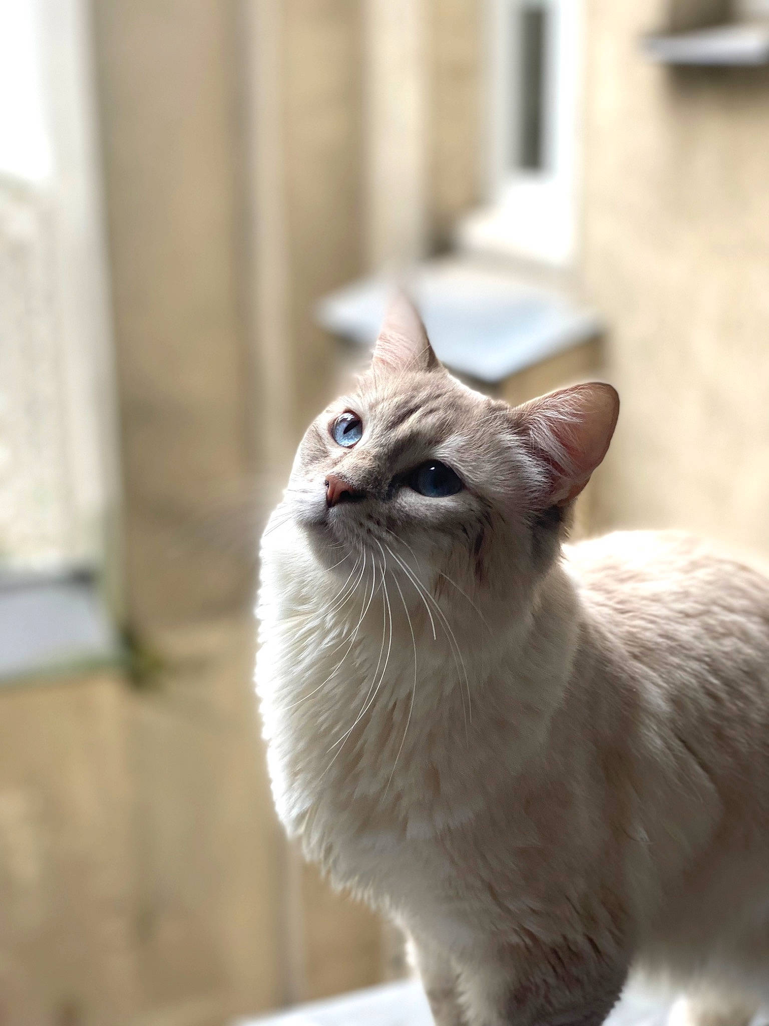 Milly participe au concours pour gagner de l'argent avec cette photo : carnivore, cat, domestic_short_haired_cat, door, fang, fawn, felidae, fur, paw, plant, small_to_medium_sized_cats, snout, tail, terrestrial_animal, thai, whiskers, window, wood