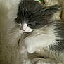 Dul Dul is registered to the contest to win money with this photo: kitten, sleeping, cat, gray, white, furry, pet, cute, cozy, soft, blanket, toy, resting, animal, paw, young, domestic, indoor, calm, fur