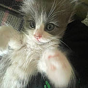 Dul Dul joined the competition — help win amazing prizes! kitten, cat, paw, furry, closeup, pet, animal, cute, whiskers, face, eyes, fur, young, indoor, playing, blurry_paw, adorable, curious, small, mammal
