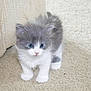 Dul Dul joined the competition — help win amazing prizes! kitten, cat, gray_and_white, fluffy, blue_eyes, carpet, indoor, cute, small, pet, animal, feline, young, curious, soft, fur, standing, adorable, domestic, portrait