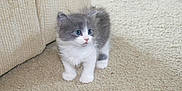 Dul Dul joined the competition — help win amazing prizes! kitten, cat, gray, white, fluffy, blue_eyes, carpet, indoor, cute, pet, young, small, animal, feline, curious, standing, soft, cozy, domestic, fur