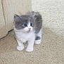 kitten, cat, gray, white, fluffy, blue_eyes, carpet, indoor, cute, pet, young, small, animal, feline, curious, standing, soft, cozy, domestic, fur