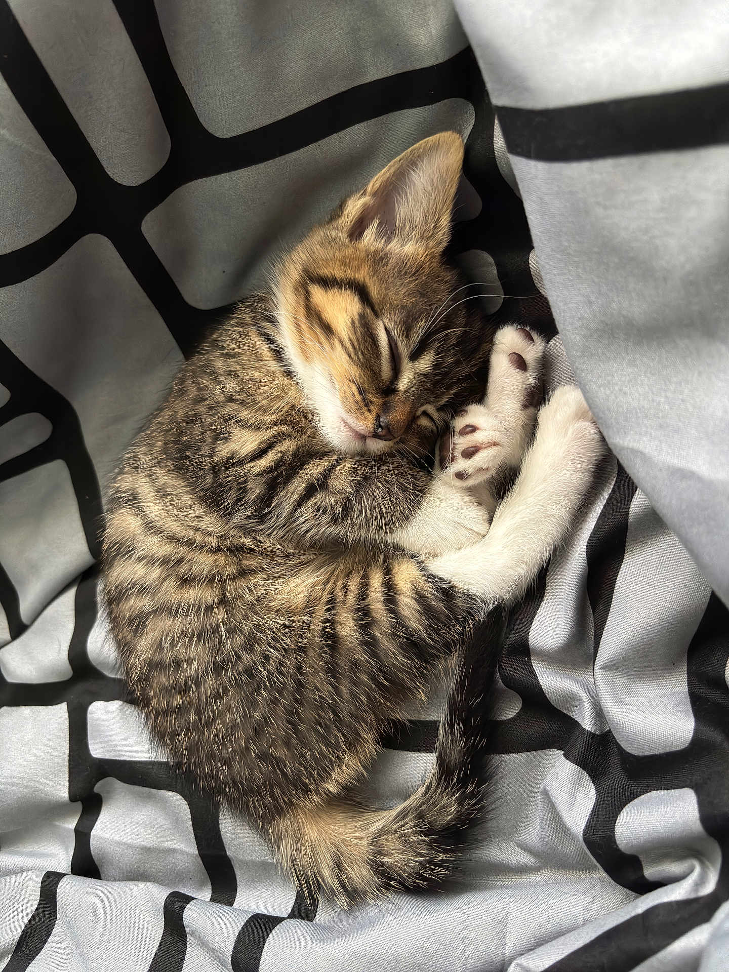 Shiro joined the competition — help win amazing prizes! kitten, sleeping, tabby, cat, pet, fur, whiskers, paw, tail, cozy, blanket, striped, cute, animal, domestic, resting, soft, young, indoor, peaceful
