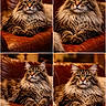 animal, brown_couch, cat, close_up, cozy, fluffy_cat, four_panel, furniture, green_eyes, home, indoor, leather_couch, long_fur, paws, pet, portrait, relaxed, tabby_cat, warm_lighting, whiskers