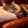 animal, cat, closeup, couch, cozy, ears, feline, fluffy, fur, green_eyes, home, indoor, leather, paw, pet, pillow, relaxed, resting, tabby, whiskers