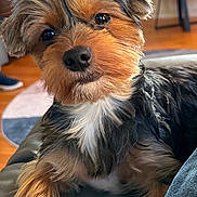 Tennessee joined the competition — help win amazing prizes! dog, small_dog, pet, close_up, indoor, couch, fur, face, ears, eyes, nose, head_tilt, curious, brown_fur, black_fur, white_fur, animal, canine, domestic_animal, relaxed