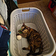 Emmaline K Burton joined the competition — help win amazing prizes! black, box, brown, carpet, cat, curious, domestic, fabric, feline, floor, folded_clothes, household_items, indoor, laundry_basket, orange, pet, plastic_basket, relaxed, tortoiseshell_cat, toy_ball