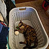 black, box, brown, carpet, cat, curious, domestic, fabric, feline, floor, folded_clothes, household_items, indoor, laundry_basket, orange, pet, plastic_basket, relaxed, tortoiseshell_cat, toy_ball