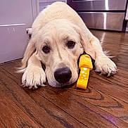 Nala Rey is registered to the contest to win money with this photo: animal, brown_floor, cabinet, close_up, companion, cute, dog, domestic, floor, golden_retriever, indoor, kitchen, lying_down, pet, puppy, relaxed, resting, stainless_steel_oven, toy, wooden_floor