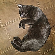Midnight joined the competition — help win amazing prizes! animal, black_cat, brown, cat, couch, cozy, cute, domestic_cat, feline, fur, indoor, leather, nap, paw, pet, relaxed, resting, sleeping, stitched, whiskers