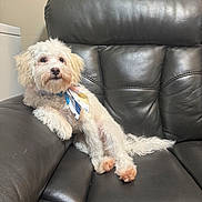 Rocky joined the competition — help win amazing prizes! dog, white_dog, pet, leather_couch, indoor, bandana, relaxed, fluffy, canine, fur, paw, animal, domestic_animal, sitting, comfortable, furniture, nose, ear, tail, cute
