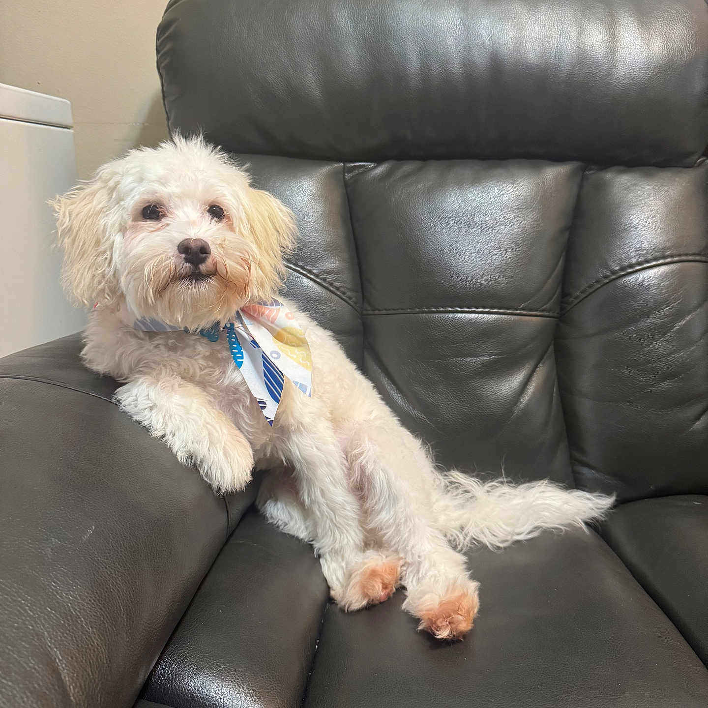 Rocky joined the competition — help win amazing prizes! animal, bandana, canine, comfortable, cute, dog, domestic_animal, ear, fluffy, fur, furniture, indoor, leather_couch, nose, paw, pet, relaxed, sitting, tail, white_dog