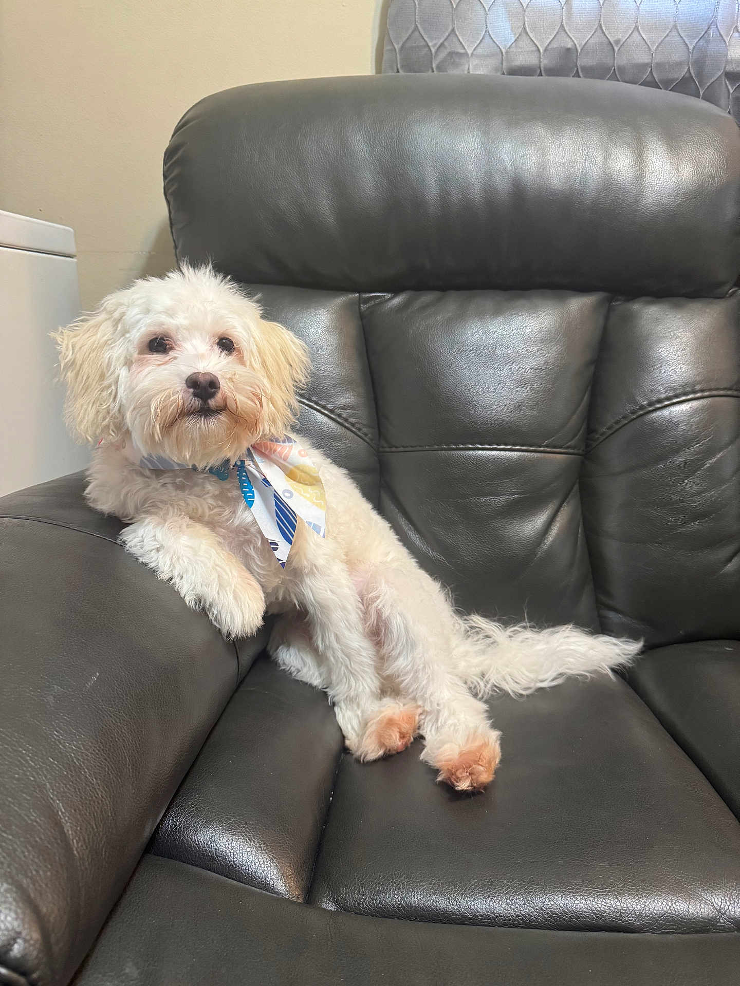 Rocky joined the competition — help win amazing prizes! dog, white_dog, pet, leather_couch, indoor, bandana, relaxed, fluffy, canine, fur, paw, animal, domestic_animal, sitting, comfortable, furniture, nose, ear, tail, cute