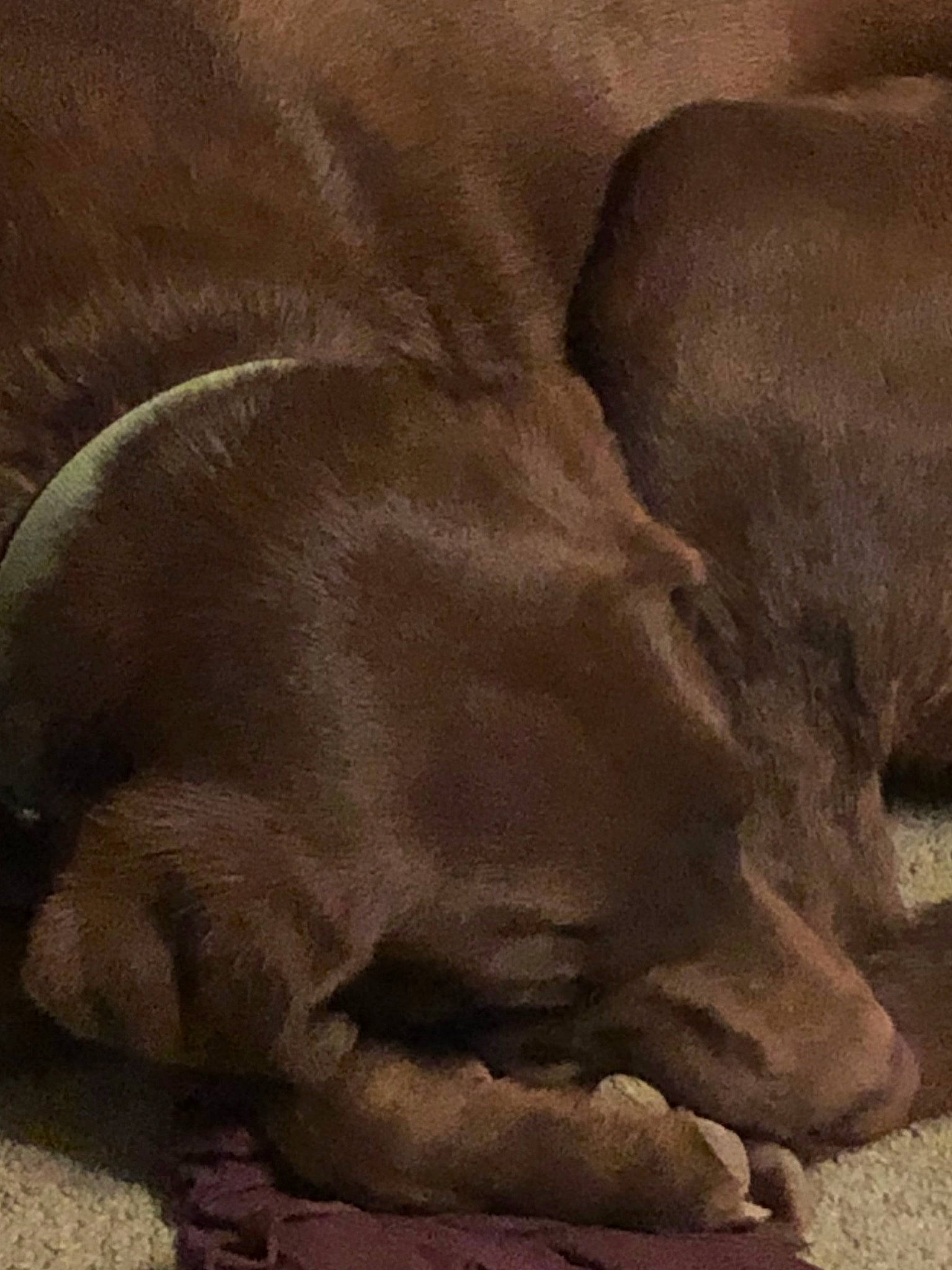 Gunner Lamont is registered to the contest to win money with this photo: brown, canidae, carnivore, dog, dog_breed, fawn, labrador_retriever, pointing_breed, puppy, snout, sporting_group, vizsla, weimaraner