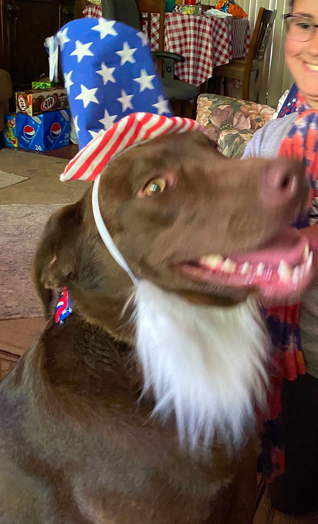 Gunner Lamont is registered to the contest to win money with this photo: canidae, carnivore, dog, dog_breed, holiday, retriever, sporting_group, weimaraner