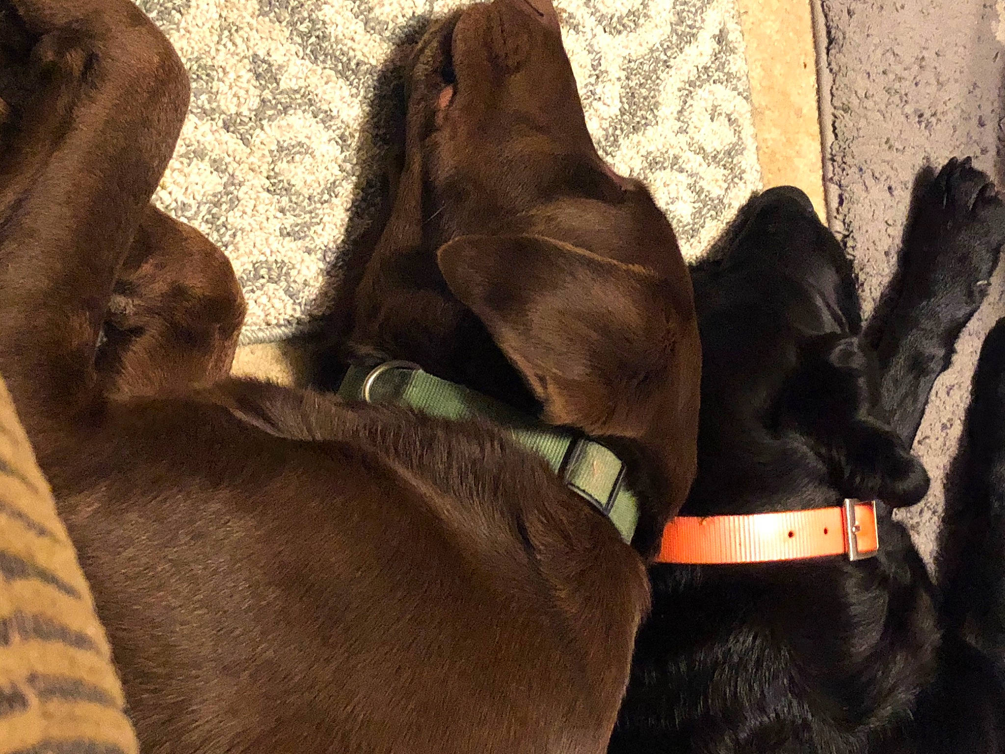 Gunner Lamont is registered to the contest to win money with this photo: canidae, carnivore, dog, dog_breed, fawn, guard_dog, labrador_retriever, puppy, snout, sporting_group, weimaraner