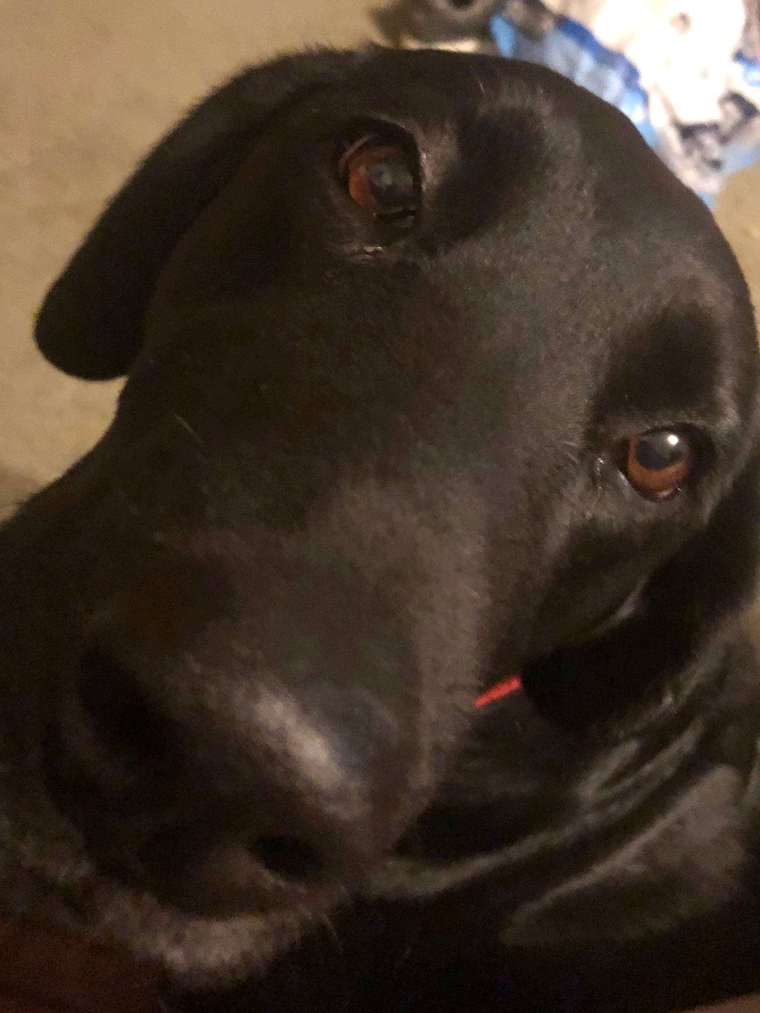 Madison joined the competition — help win amazing prizes! american_pit_bull_terrier, beagador, borador, canidae, carnivore, dog, dog_breed, great_dane, labrador_retriever, non_sporting_group, nose, pointer, snout, sporting_group, weimaraner, whiskers