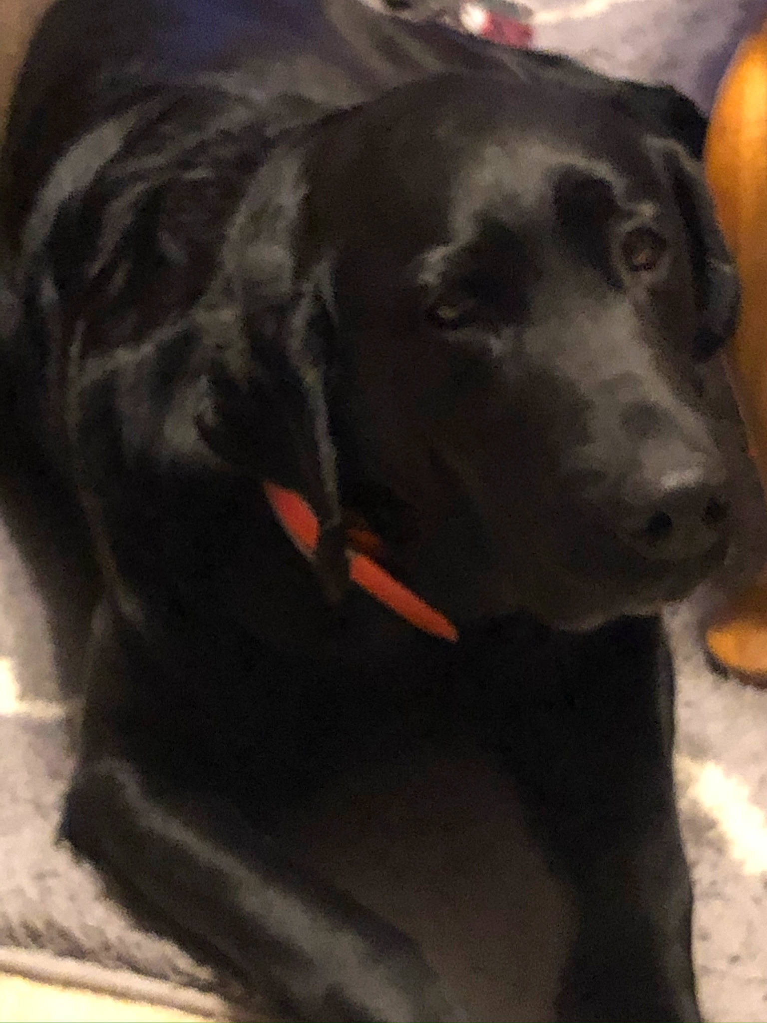 Madison is registered to the contest to win money with this photo: beagador, borador, canidae, carnivore, dog, dog_breed, flat_coated_retriever, hunting_dog, labrador_retriever, mammal, pointing_breed, retriever, snout, sporting_group, vertebrate