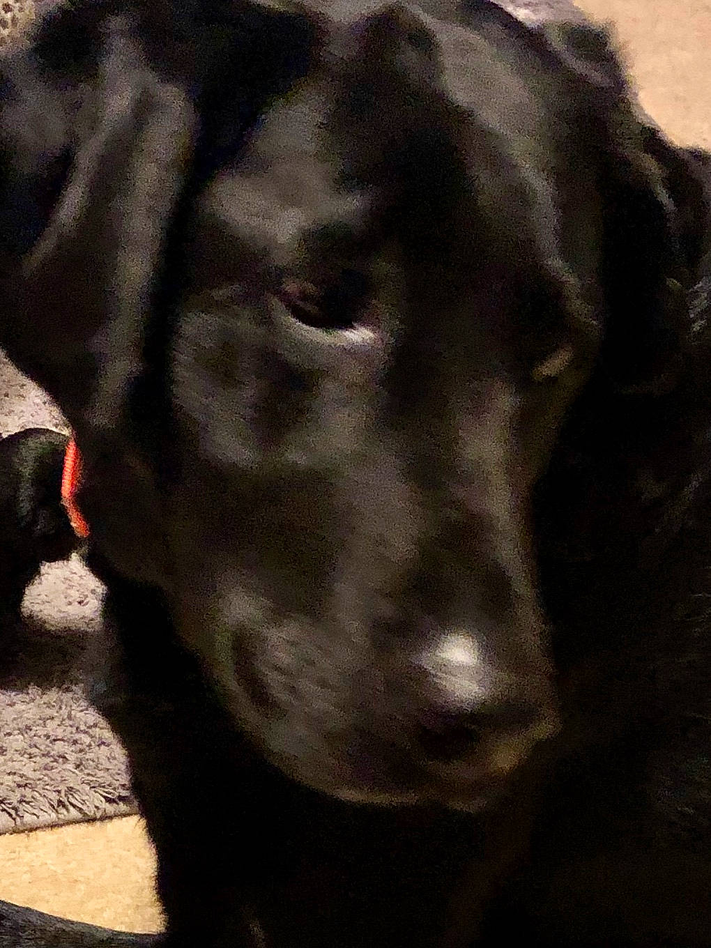 Madison joined the competition — help win amazing prizes! beagador, borador, canidae, carnivore, dog, dog_breed, flat_coated_retriever, labrador_retriever, mammal, nose, patterdale_terrier, retriever, snout, sporting_group, vertebrate