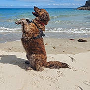 Naïade participe au concours pour gagner de l'argent avec cette photo : dog, beach, sand, ocean, waves, sky, clouds, happy, pet, curly_fur, sea, water, outdoor, animal, playful, sunny, nature, canine, coast, shore